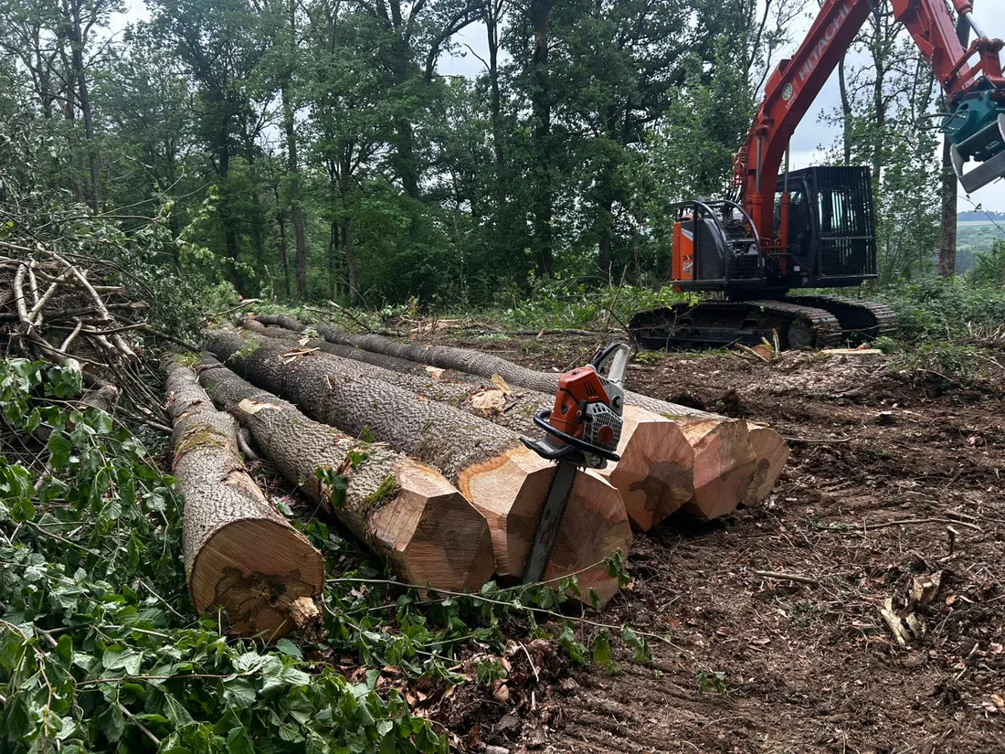 Grumes triées et empilées sur un chantier d'exploitation forestière